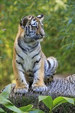 A young tiger stands upright and looks around curiously, Siberian tiger, Amur tiger, (Phantera
