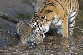 A young tiger playing in the water next to a tree trunk, Siberian tiger, Amur tiger, (Phantera