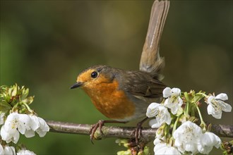 A robin (Erithacus rubecula) pauses on a branch with flowers, Baden-Wuerttemberg, Germany, Europe