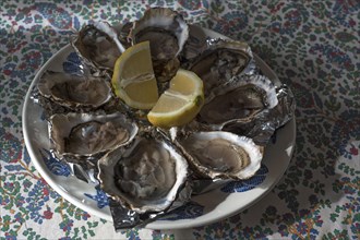 Fresh oysters with lemon on a plate, Atlantic coast, France, Europe