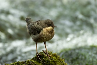 White-throated Dipper (Cinclus cinclus) young bird sitting on moss-covered rock in rushing water,