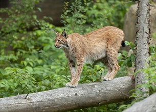 Eurasian lynx (Lynx lynx) standing on a tree trunk and looking attentively, captive, Germany,