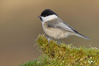 Willow Tit (Parus montanus) sitting on a tree root covered with moss, Wilnsdorf, North