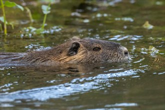 Nutria (Myocastor coypus) swimming in a river. Alsace, Great East, France, Europe