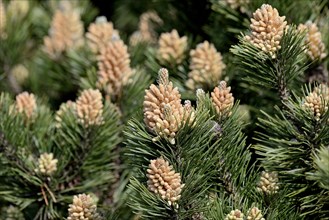 Conifer, Scots pine (Pinus sylvestris), male flowers, North Rhine-Westphalia, Germany, Europe