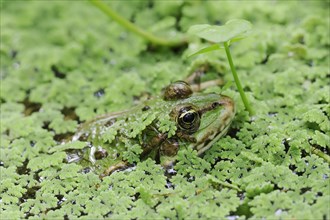 Lake frog (Pelophylax ridibundus, Rana ridibunda), North Rhine-Westphalia, Germany, Europe