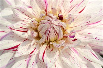 Dahlia 'Micks Peppermint' (Dahlia Hybride), detail of flower, ornamental plant, North