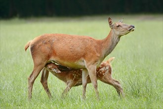 Red deer (Cervus elaphus), hind suckling calf, North Rhine-Westphalia, Germany, Europe