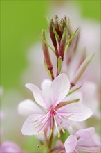 Lindheimer's beeblossom (Gaura lindheimeri), flower, native to North America, ornamental plant,