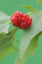 Strawberry spinach (Chenopodium foliosum, Blitum virgatum), fruit, vegetable and ornamental plant,