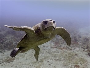 Loggerhead sea turtle (Caretta caretta), dive site Breakers, Palm Beach, Florida, USA, North