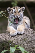 A tiger young with outstretched tongue sitting on a tree trunk, Siberian tiger, Amur tiger,