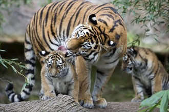 A tigress licks her young clean on a tree trunk, Siberian tiger, Amur tiger, (Phantera tigris