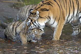 A young tiger enjoying the care of an adult tiger, Siberian tiger, Amur tiger, (Phantera tigris