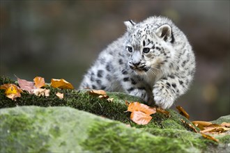 A snow leopard young chewing on a leaf while sitting on a moss-covered rock, Snow leopard, (Uncia