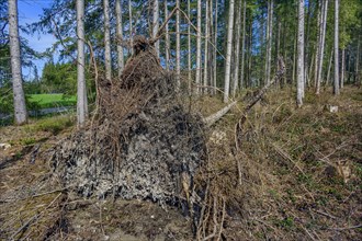 Tree uprooted by storm damage, Kemptner Wald, Allgaeu, Swabia, Bavaria, Germany, Europe