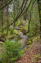 Small stream the Durach, Kemptner Wald, Allgaeu, Swabia, Bavaria, Germany, Europe