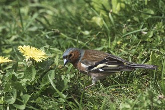 A male common chaffinch (Fringilla coelebs) looking for food in the grass next to dandelion
