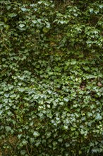Ivy climbing wildly up a tree, natural background