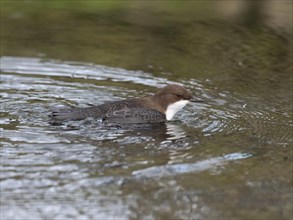 White-throated Dipper (Cinclus cinclus) swimming in a stream in search of food, Paderborn, North