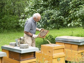 Beekeeper inspecting a frame with honey bees (Apis mellifera), North Rhine-Westphalia, Germany,