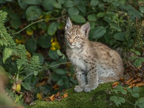 Eurasian lynx (Lynx lynx), young animal looking attentively, captive, Germany, Europe