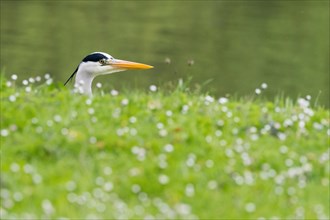 Grey heron (Ardea cinerea) peeping out between grass and white flowers, animal portrait, Hesse,