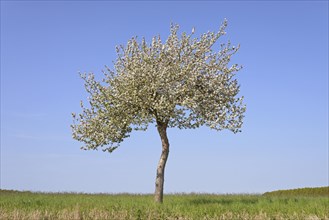 Solitary tree, apple tree (Malus domestica) in bloom, blue sky, North Rhine-Westphalia, Germany,