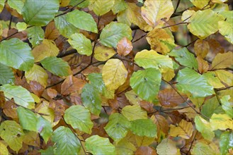 Common beech (Fagus sylvatica), branches with autumn leaves, North Rhine-Westphalia, Germany,