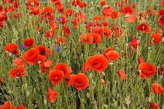Poppy flowers (Papaver rhoeas), Baden-Wuerttemberg, A cluster of poppies emphasises the vivid red