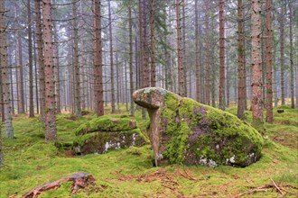 Rock formation in a spruce forest with green moss on the rocks and forest floor
