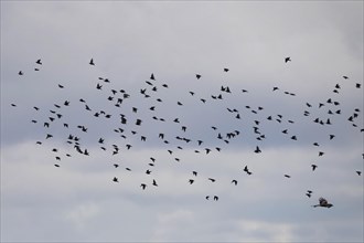 Flock of starlings in flight, April, Saxony, Germany, Europe