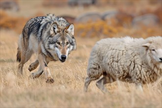 Wolf hunting sheep. KI generiert, generiert, AI generated