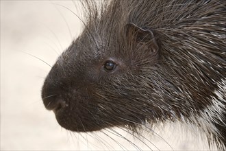 White-tailed porcupine or indian crested porcupine (Hystrix indica), portrait, captive, occurring