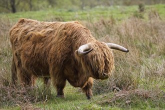 Scottish Highland Cattle, Scotland, Great Britain