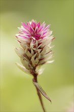 Plumed cockscomb (Celosia argentea var. spicata), flower, ornamental plant, North Rhine-Westphalia,