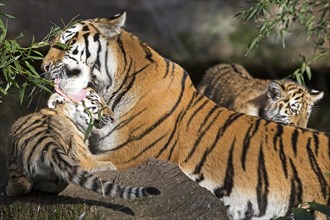 An adult tiger playing with its young on a tree trunk, Siberian tiger, Amur tiger, (Phantera tigris