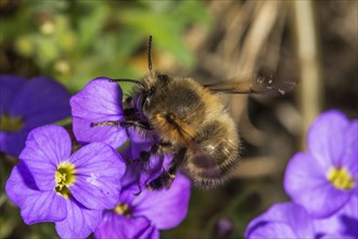 A hairy-footed flower bee (Anthophora plumipes) collects pollen on blue cushion flowers (Aubrietta)