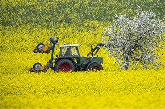 Tractor on a rape field, field with rape (Brassica napus) and a blossoming apple tree, Cremlingen,