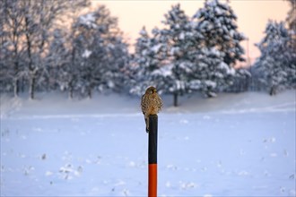 Kestrel, Falco tinnunculus, lurking for prey on a snow pole in front of a snowy winter backdrop,