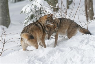 Gray wolves (Canis lupus) standing in the snow, social behaviour, captive, Bavaria, Germany, Europe