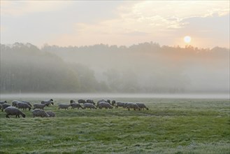 Domestic sheep (Ovis gmelini aries) on a pasture in fog and morning sun, North Rhine-Westphalia,