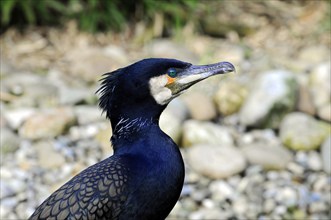 Great cormorant (Phalacrocorax carbo) Captive, A cormorant looking sideways, detailed view of the