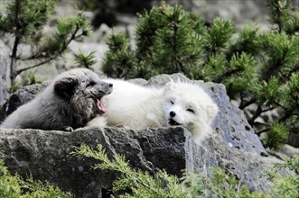 Arctic foxes (Alopex lagopus), Tierpark, Captive, A white and a dark dog resting together on a