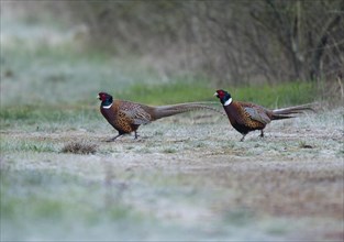 Pheasant (Phasianus colchicus), two pheasant cocks running across a country lane, wildlife,