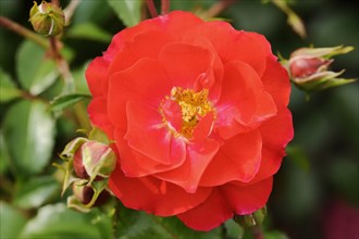 Garden rose or rose 'Heidefeuer' (Rosa hybrida), flower, ornamental plant, North Rhine-Westphalia,