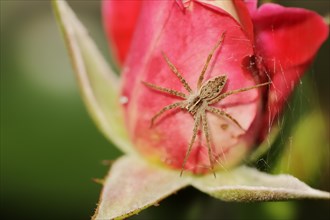 Nursery web spider (Pisaura mirabilis), female on a rose blossom, North Rhine-Westphalia, Germany,