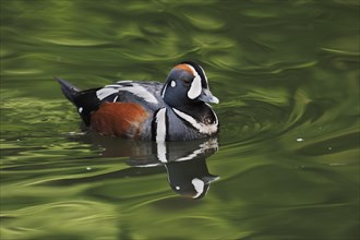 Harlequin duck (Histrionicus histrionicus), male, captive, Lower Saxony, Germany, Europe