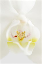 Butterfly orchid (Phalaenopsis), detail of the flower, houseplant, North Rhine-Westphalia, Germany,