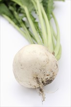 Turnip or navette (Brassica rapa ssp. rapa var. majalis), root on white background, vegetable plant
